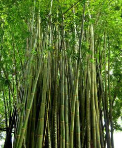 Bamboo Materials In Costa Rica - The Vegetable Steel